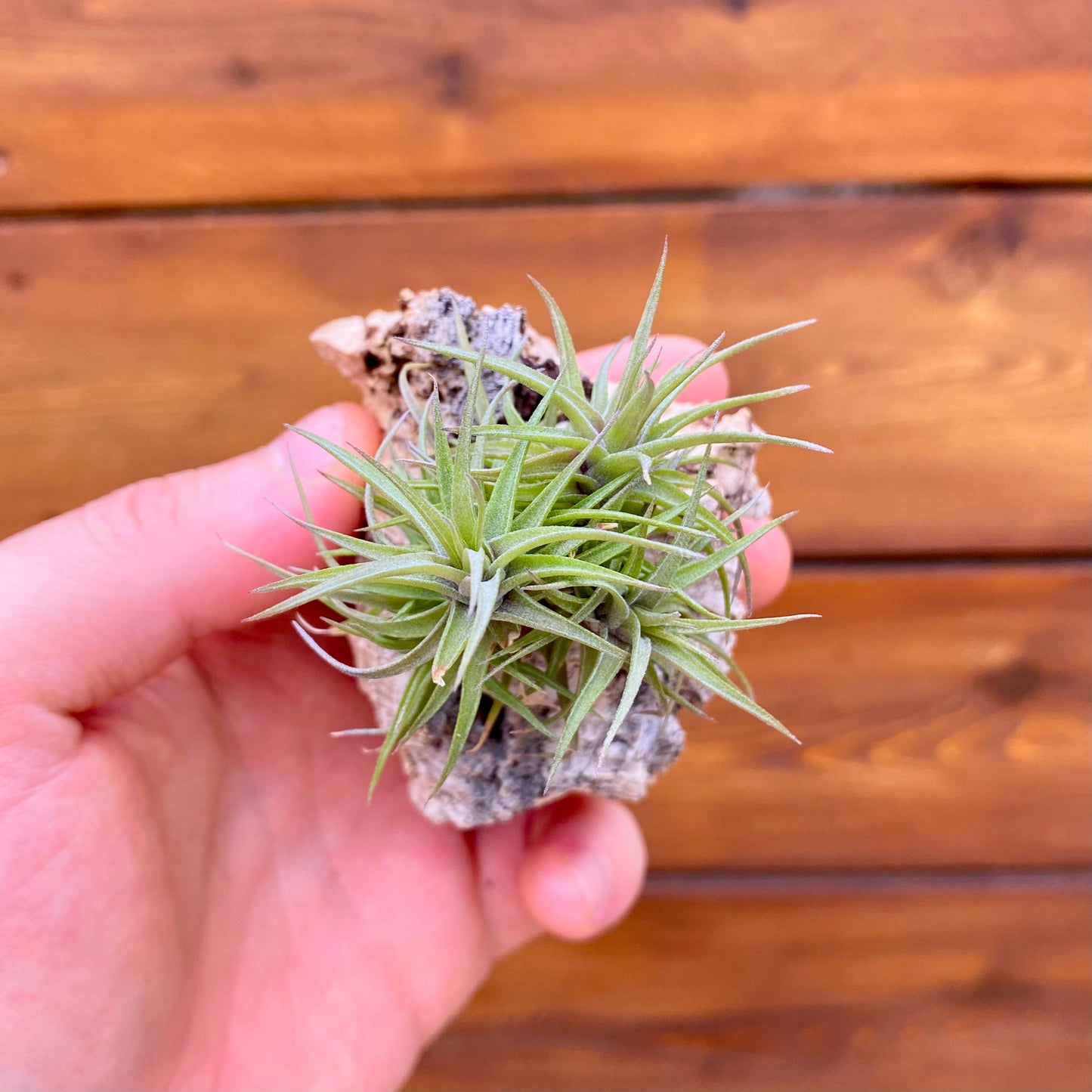 Hand holding a small air plant mounted to a small chunk of cork bark