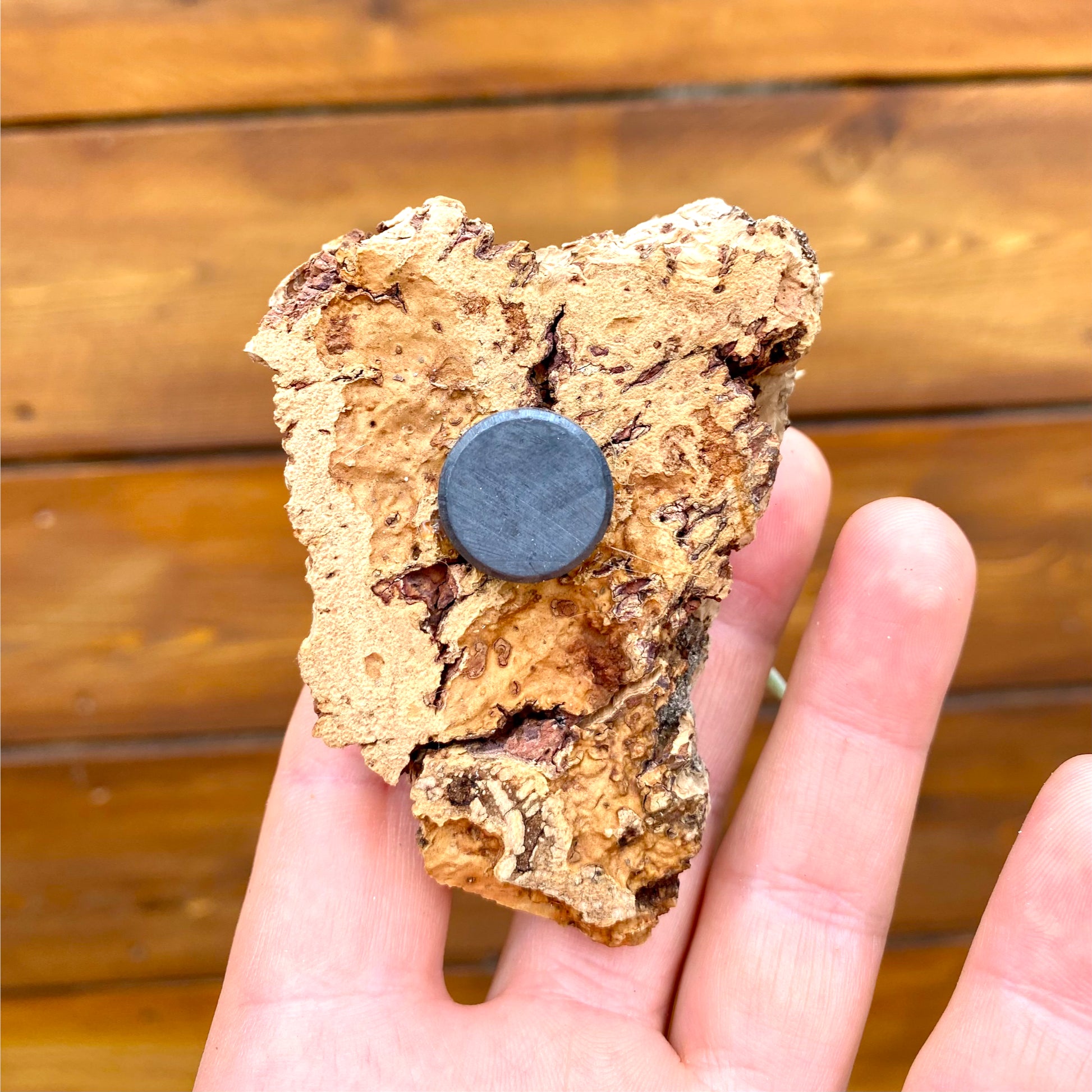Hand holding a piece of cork with a blue magnet on a wooden background