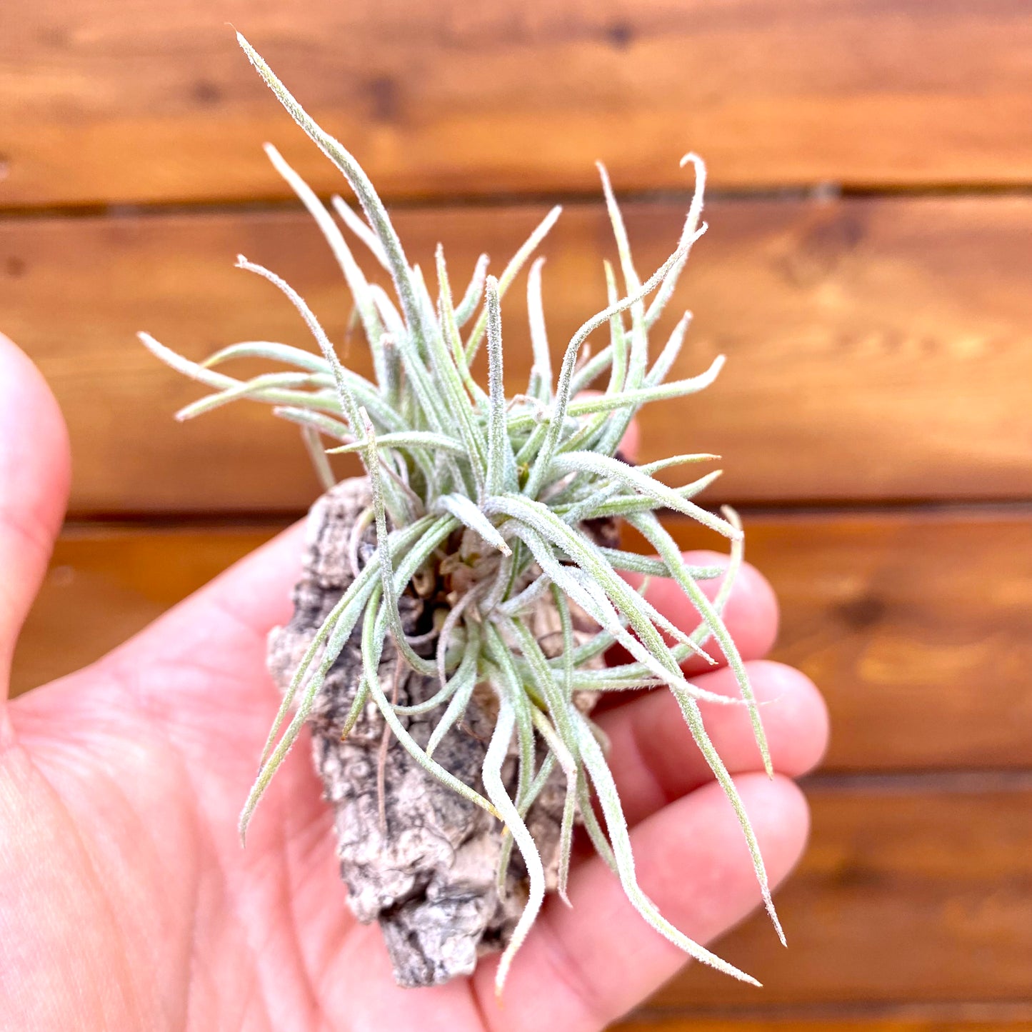 Hand holding a small air plant mounted to a piece of cork bark