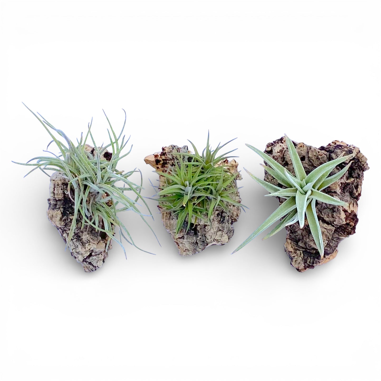 Three air plants on cork bark chunks against a white background