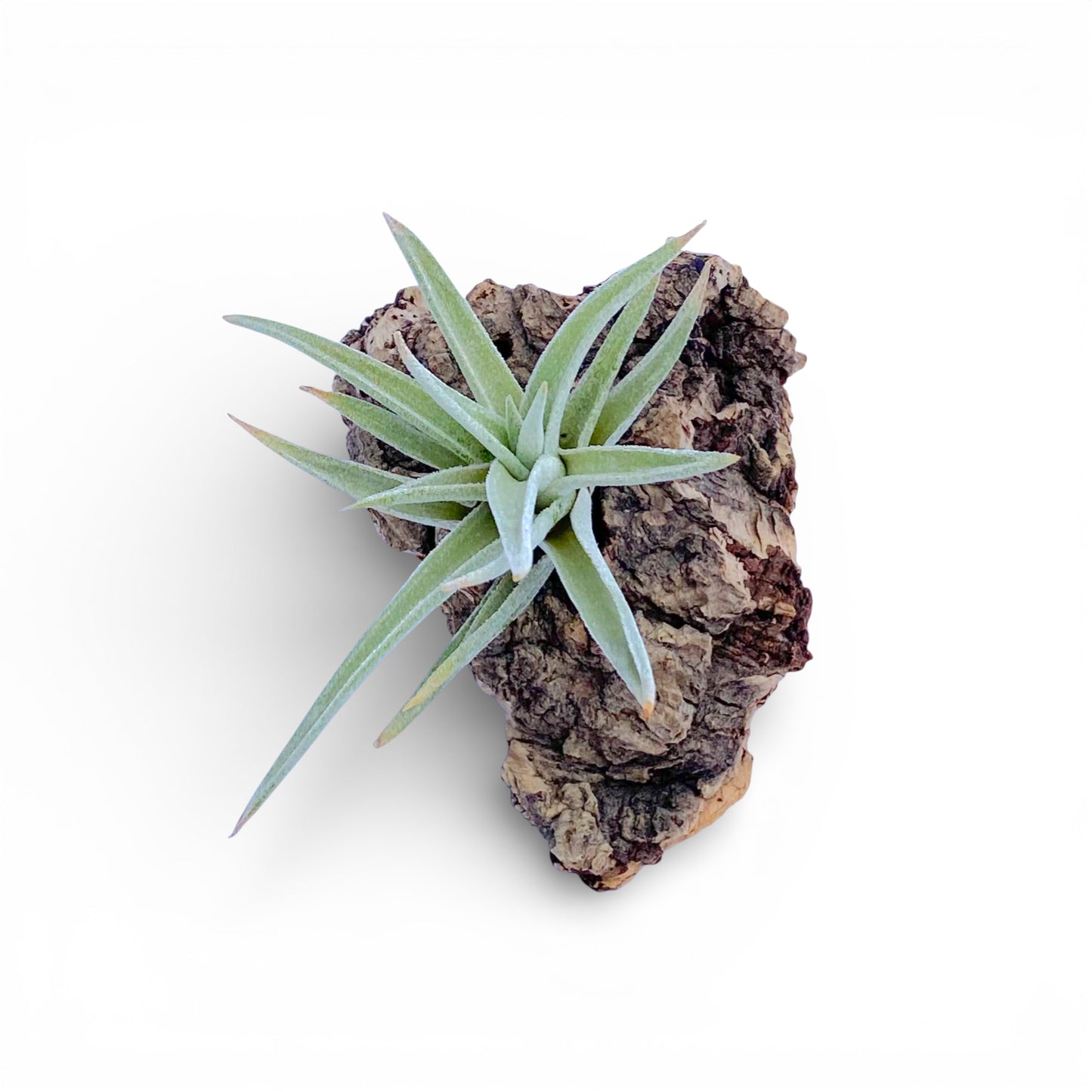 air plant mounted on a piece of cork bark