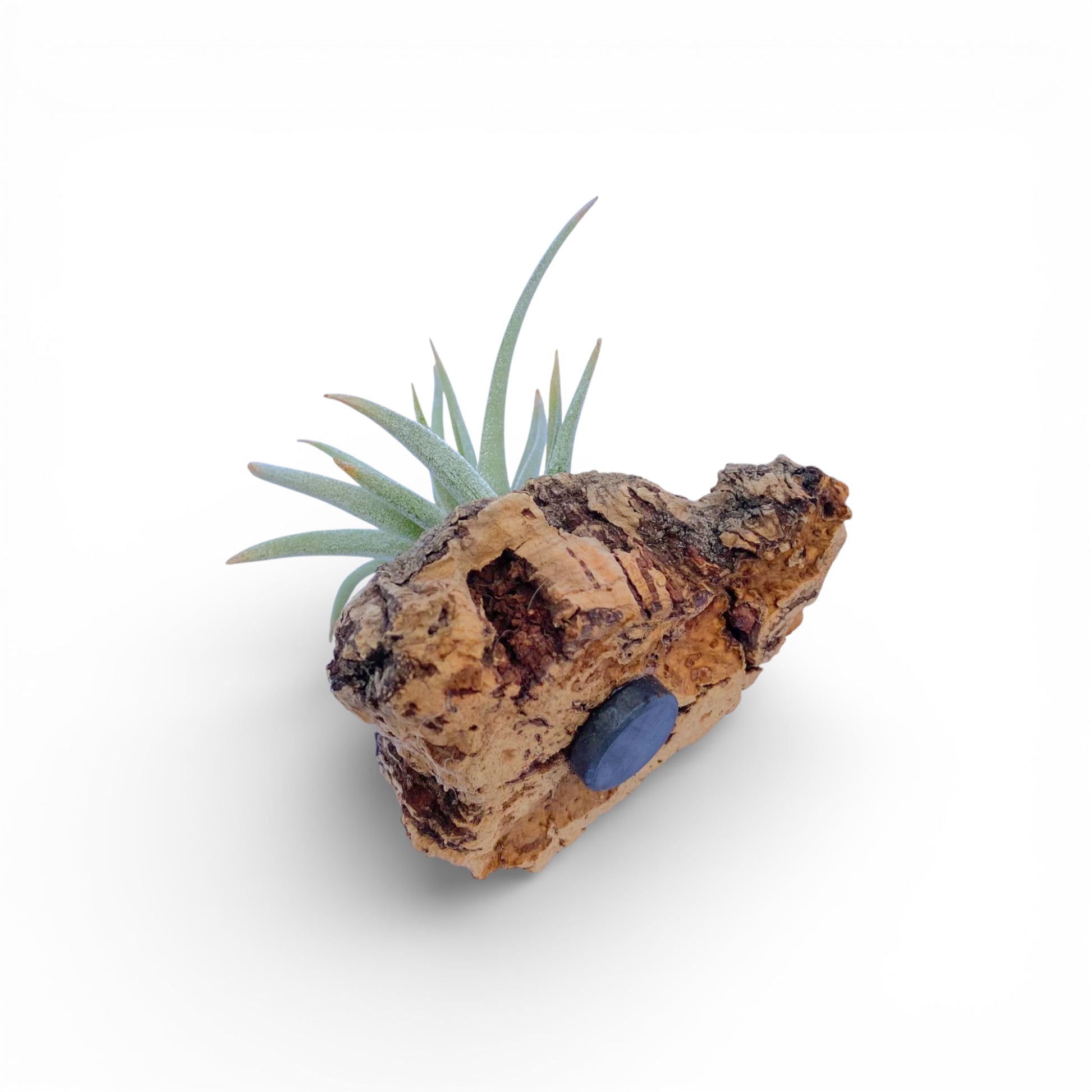 air plant mounted on a piece of cork bark with a magnet on the back