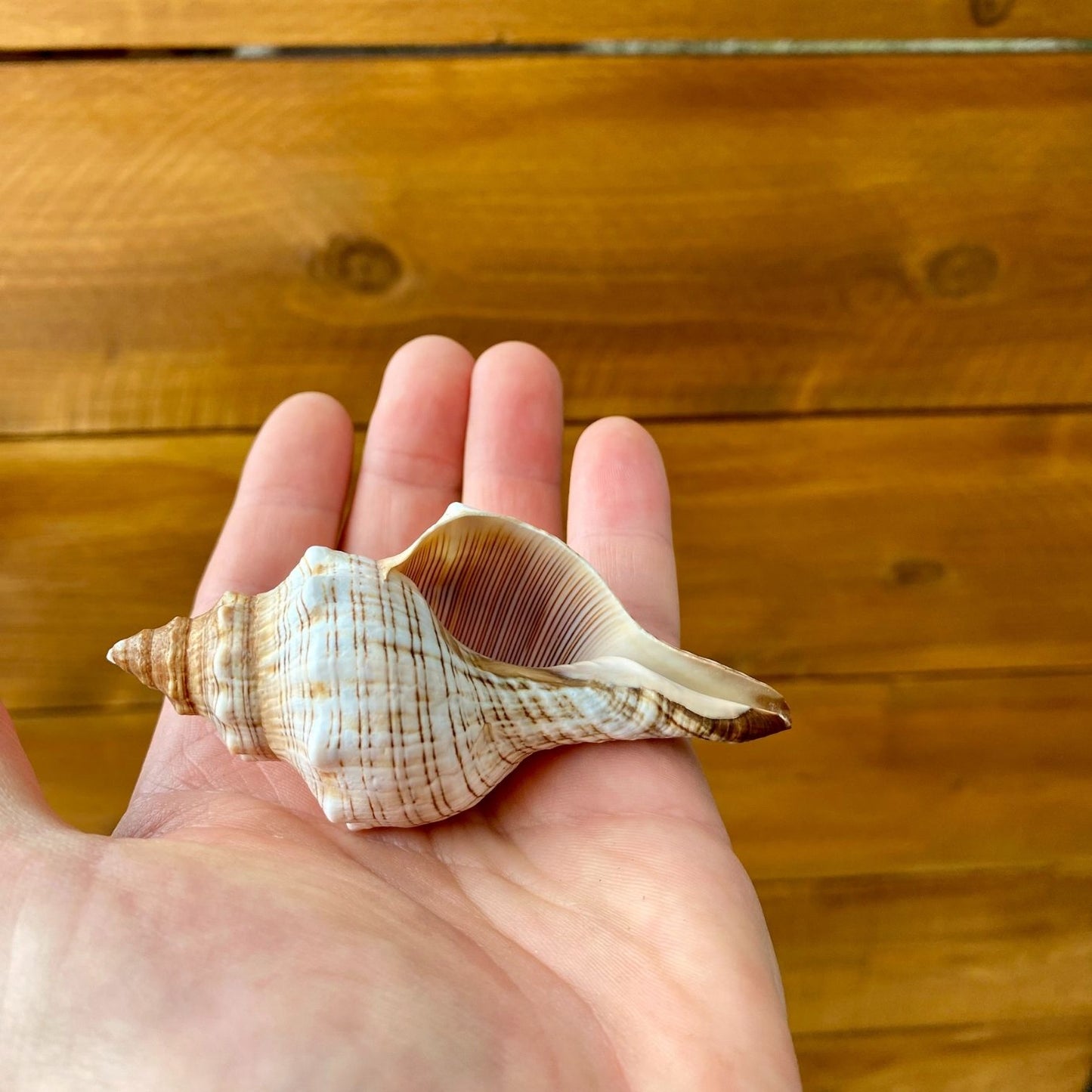 Small Fox Shell Tillandsia air plant display coastal decor