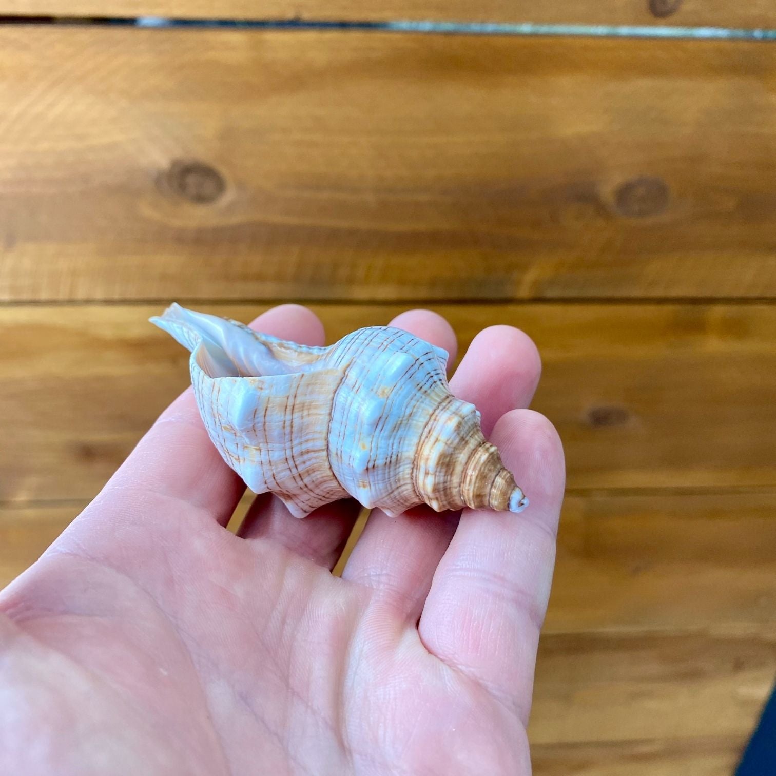 Small Fox Shell Tillandsia air plant display coastal decor