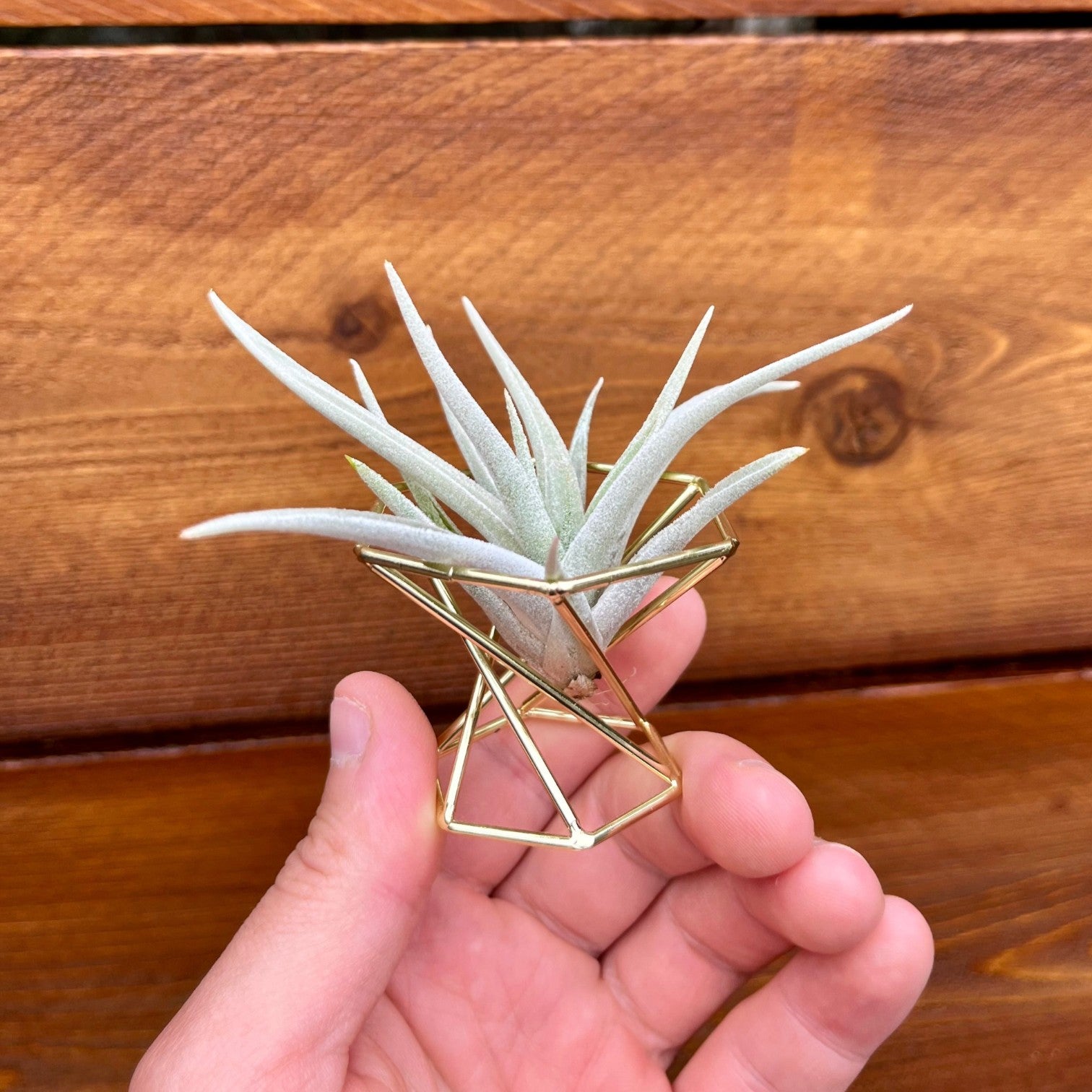 Golden metal tillandsia geometric air plant holder