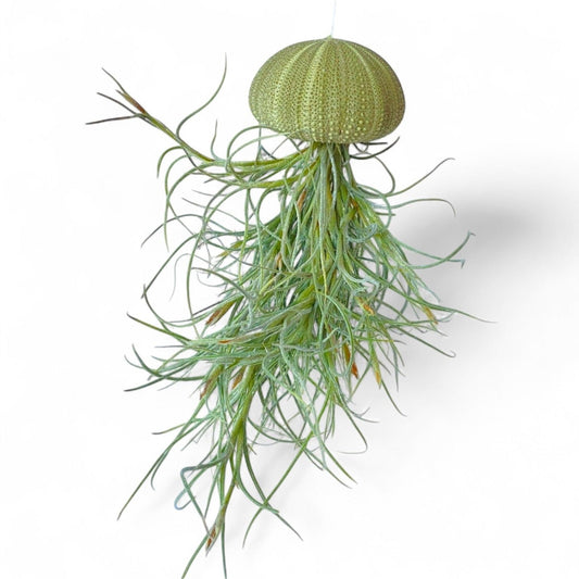 Hanging Air Plant “Jellyfish” (Green Urchin)