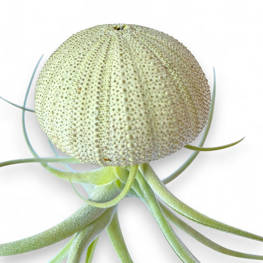 Hanging Air Plant “Jellyfish” (Green Urchin)