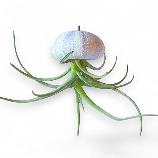 Hanging Air Plant “Jellyfish” (Purple/White Striped Urchin)
