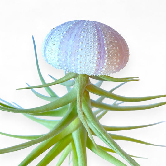 Hanging Air Plant “Jellyfish” (Purple/White Striped Urchin)