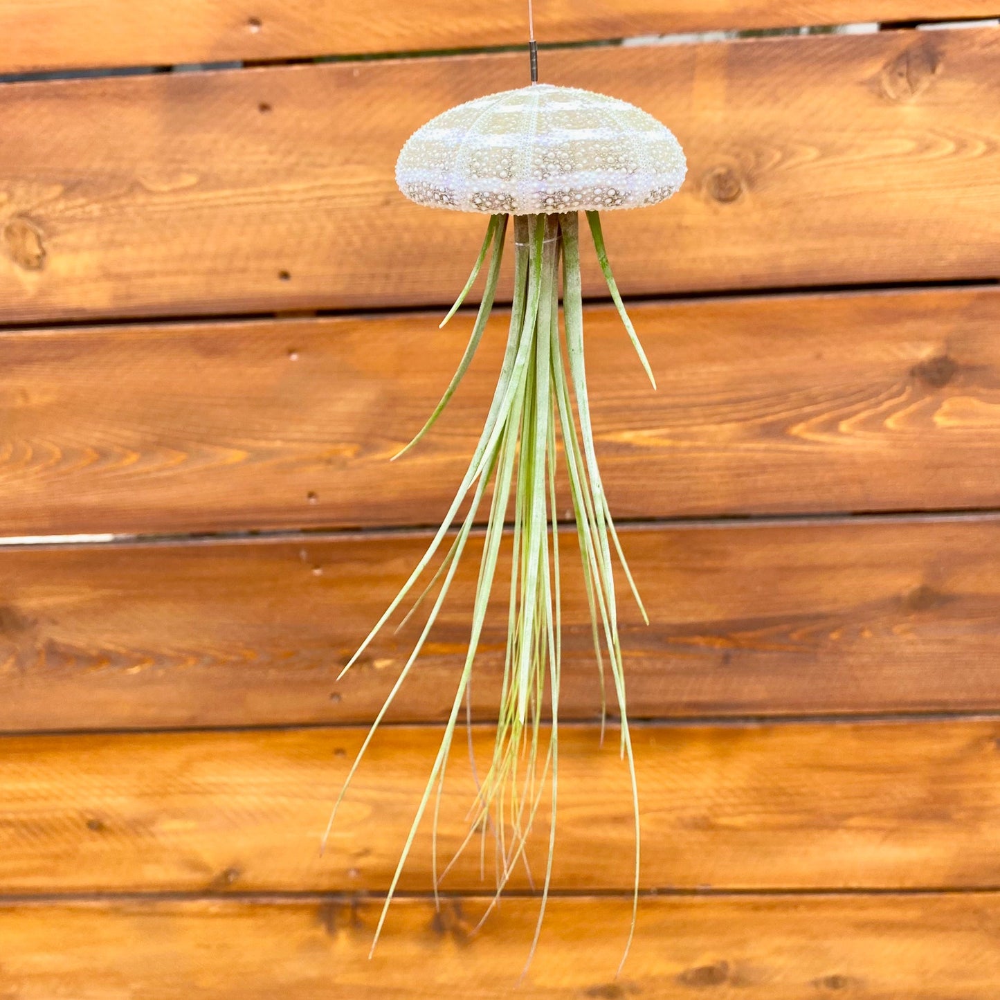 Hanging air plant holder with plant against a wooden background