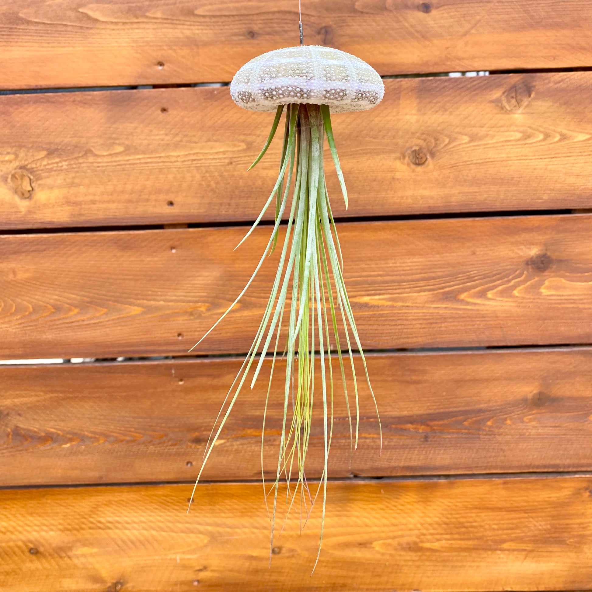 Decorative air plant in a jellyfish-shaped pot against a wooden background
