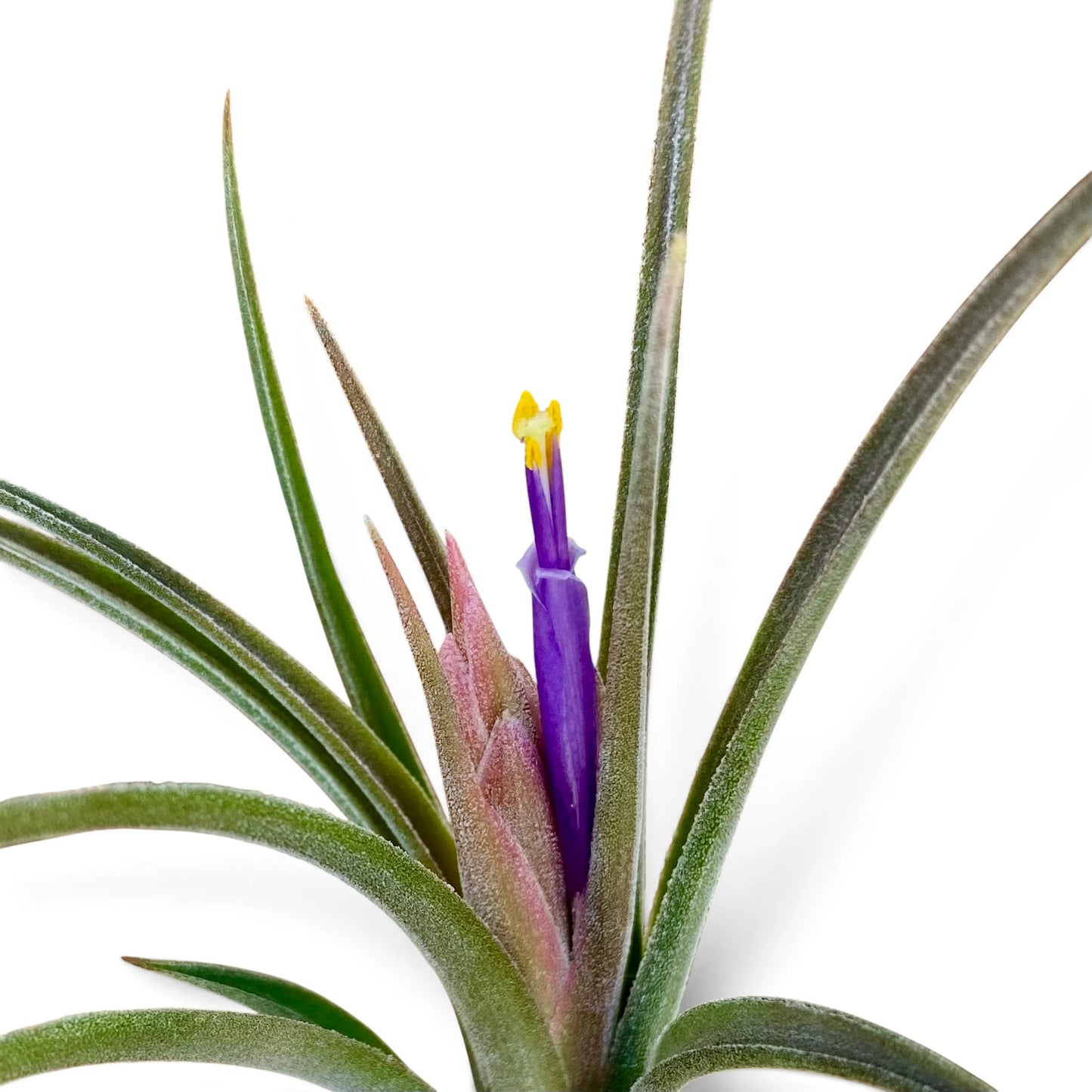 Tillandsia Ionantha × Paucifolia - Air Plant Hybrid