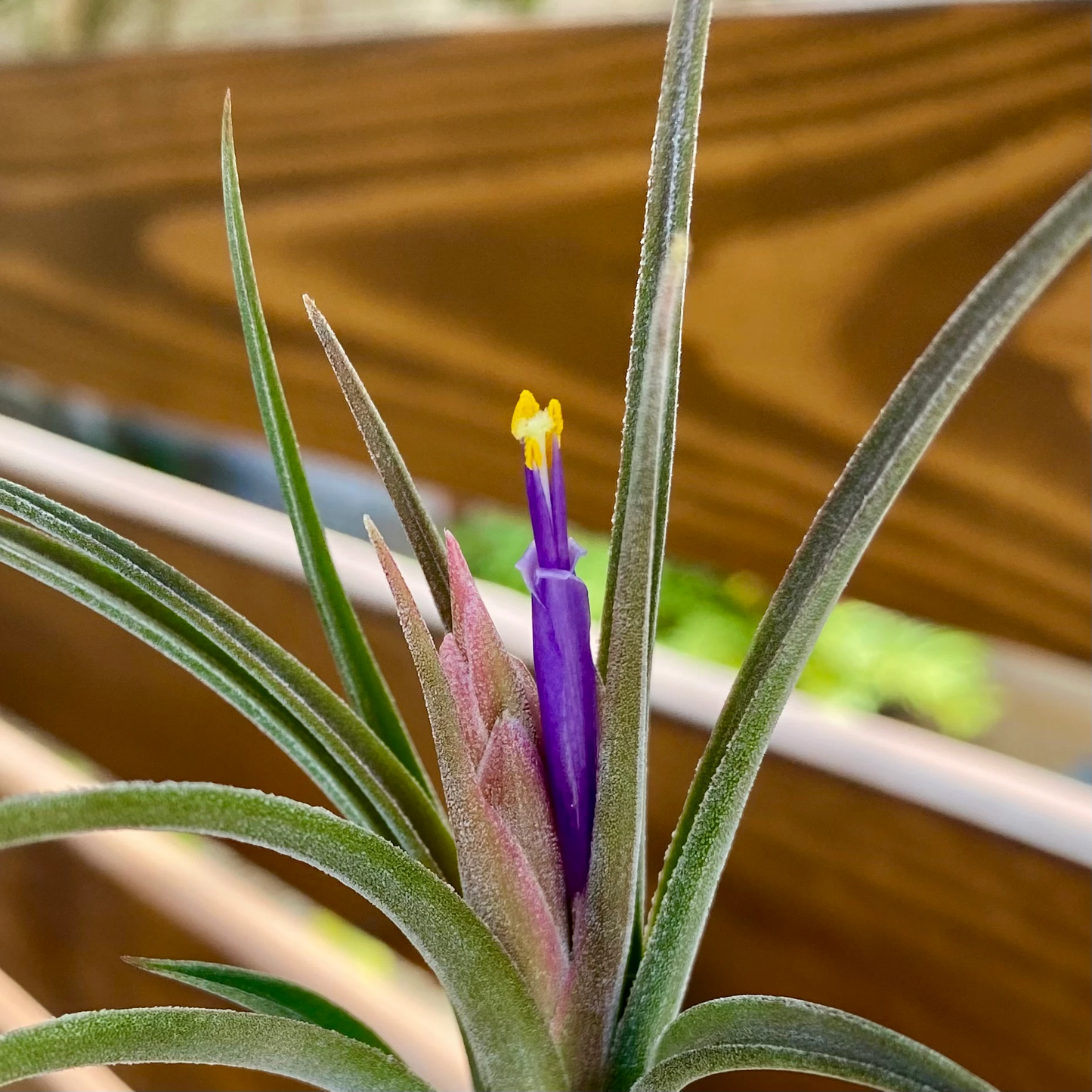 Tillandsia Ionantha × Paucifolia - Air Plant Hybrid