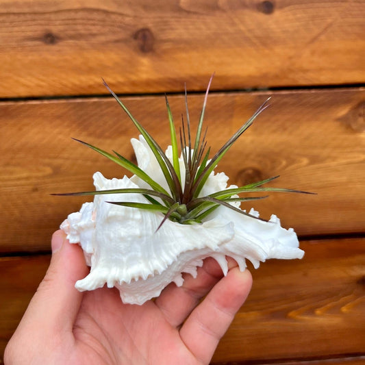 Medium white ramosa murex shell tillandsia air plant display coastal decor