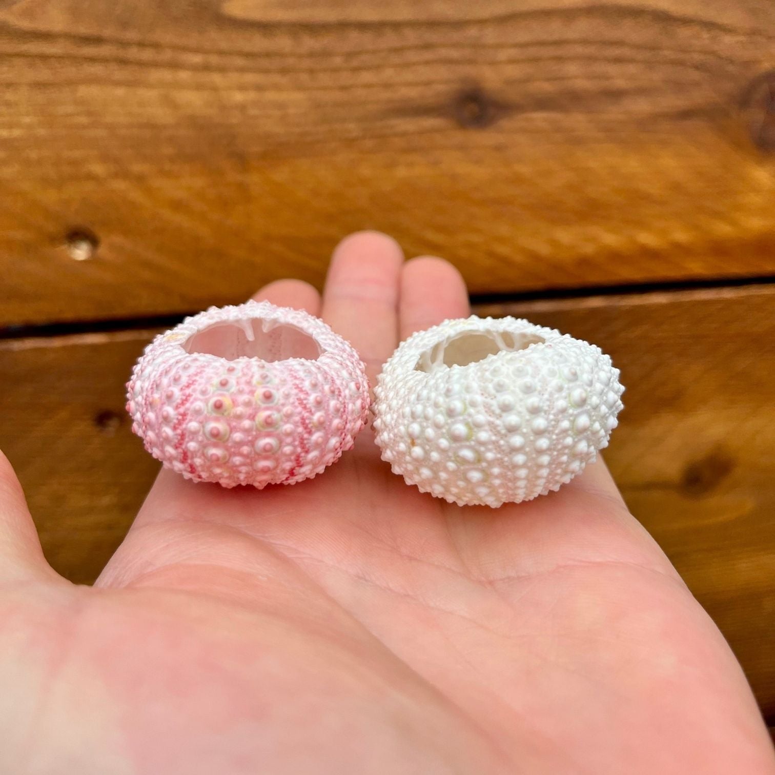 Mini pink sea urchin tillandsia air plant display coastal decor