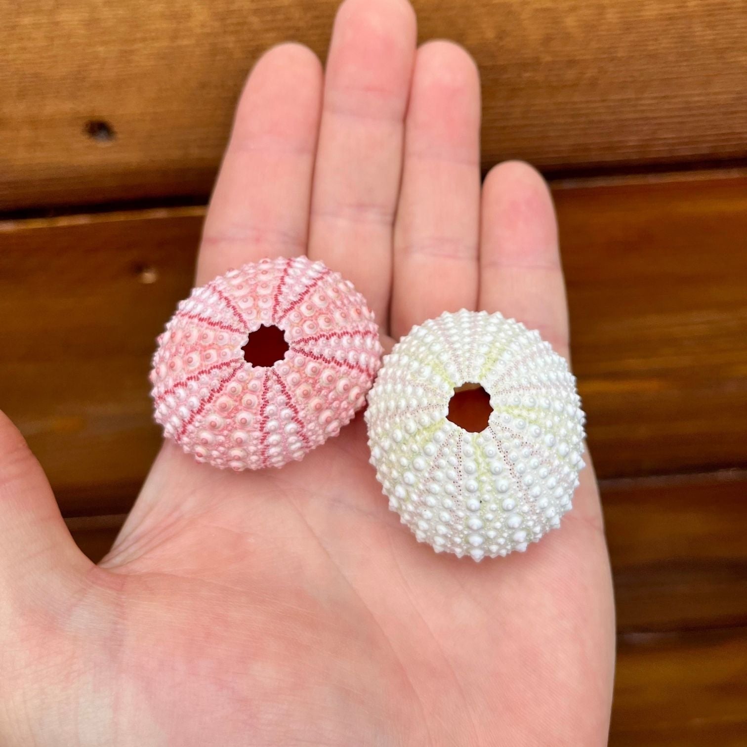 Mini pink sea urchin tillandsia air plant display coastal decor