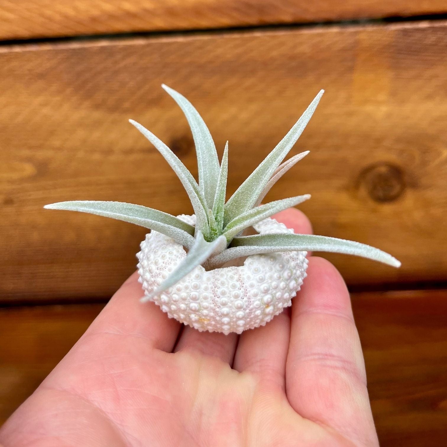 Mini pink sea urchin tillandsia air plant display coastal decor