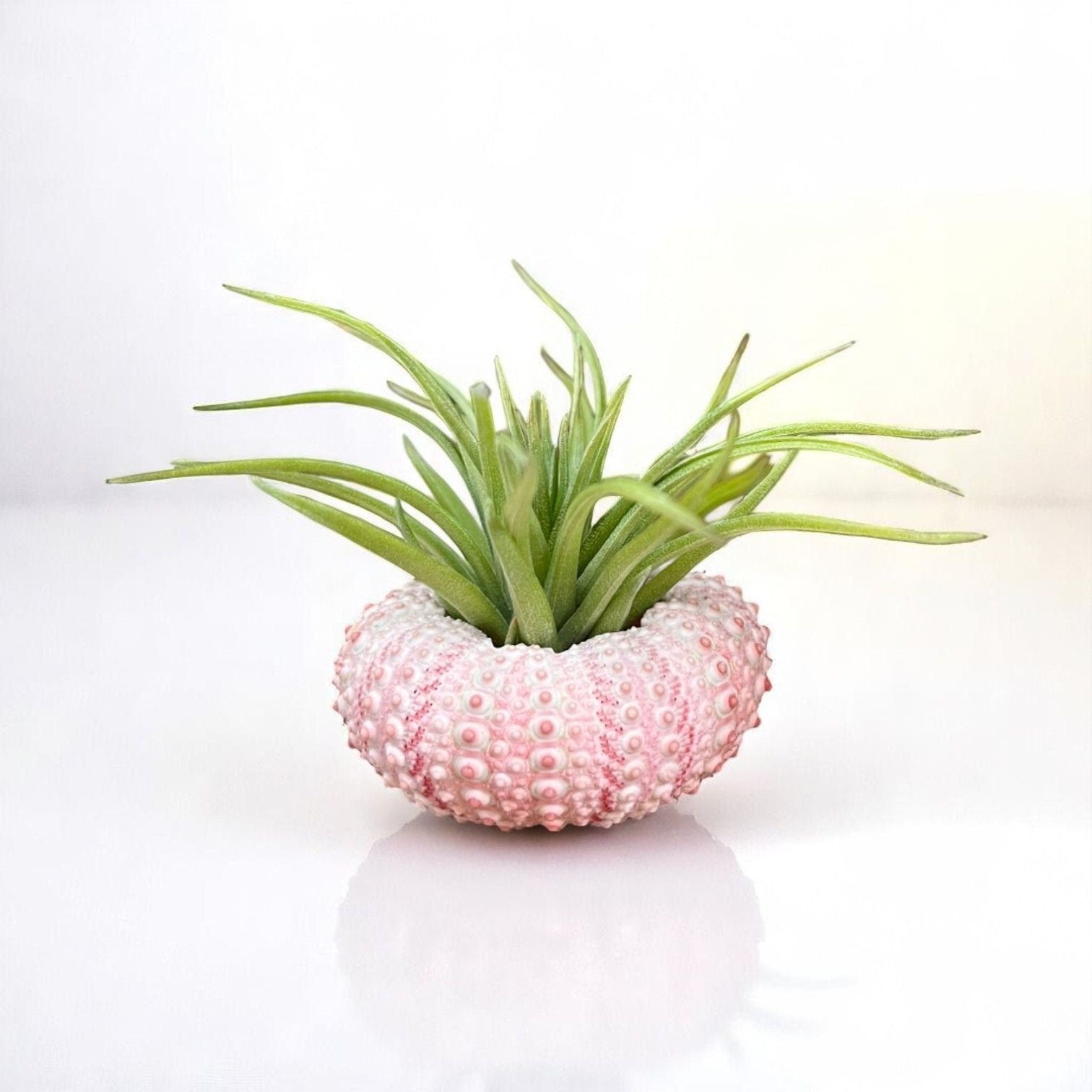 Mini pink sea urchin tillandsia air plant display coastal decor