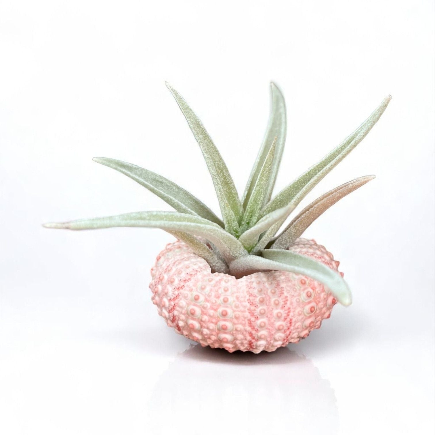 Mini pink sea urchin tillandsia air plant display coastal decor