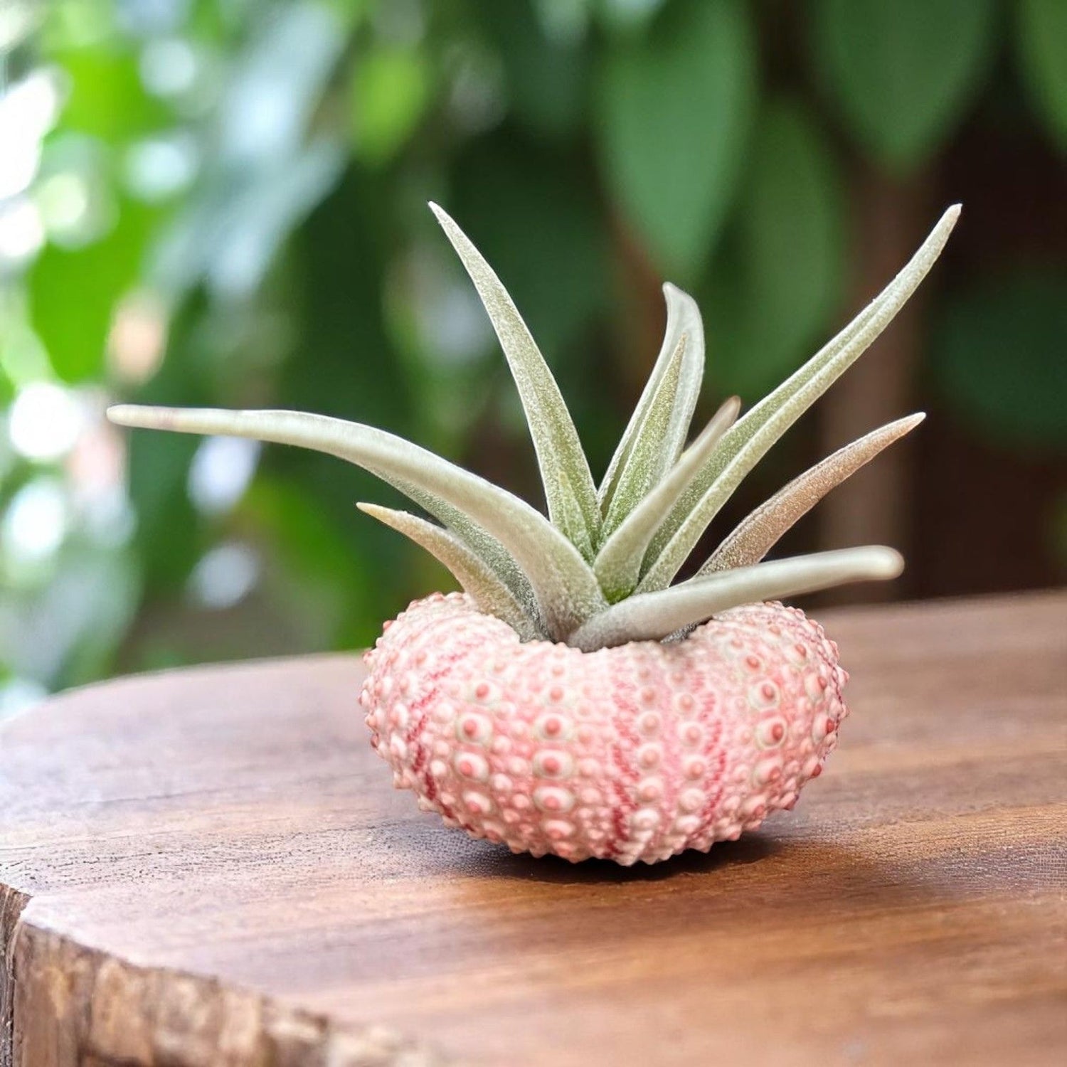 Mini pink sea urchin tillandsia air plant display coastal decor