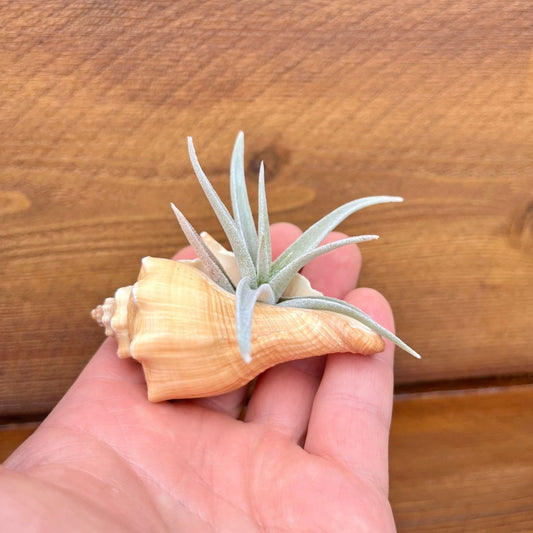mini vole shell tillandsia air plant display coastal decor