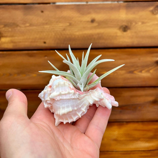 Medium Pink Murex shell tillandsia air plant display coastal decor
