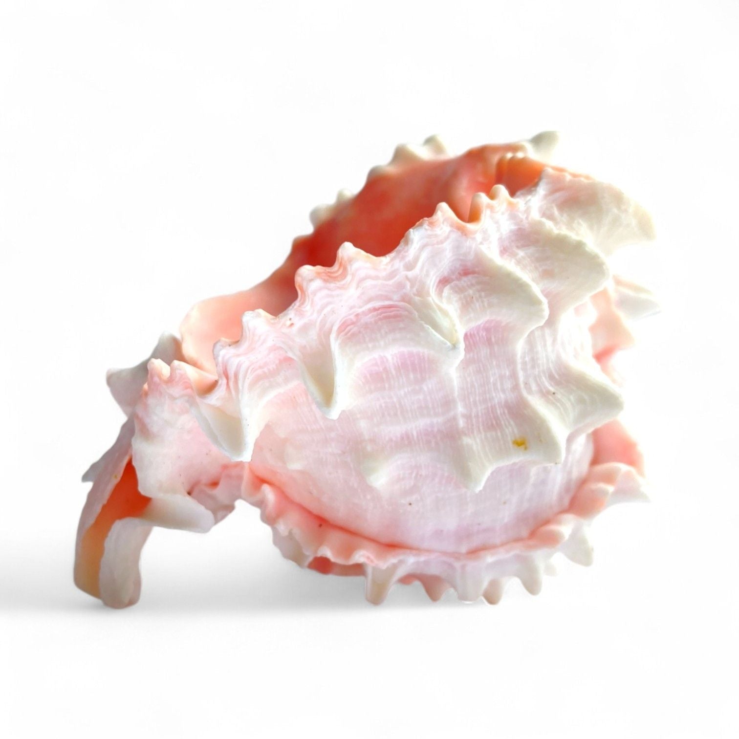 Medium Pink Murex shell tillandsia air plant display coastal decor