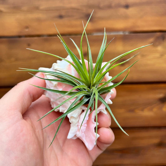 Medium Pink Murex shell tillandsia air plant display coastal decor