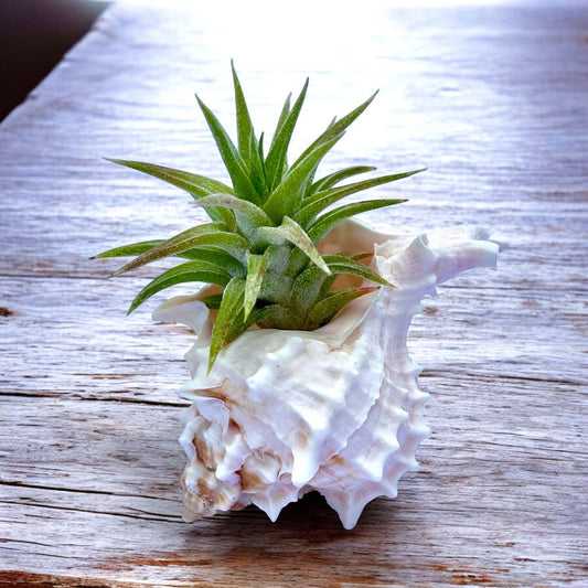small pink murex shell tillandsia air plant display coastal decor