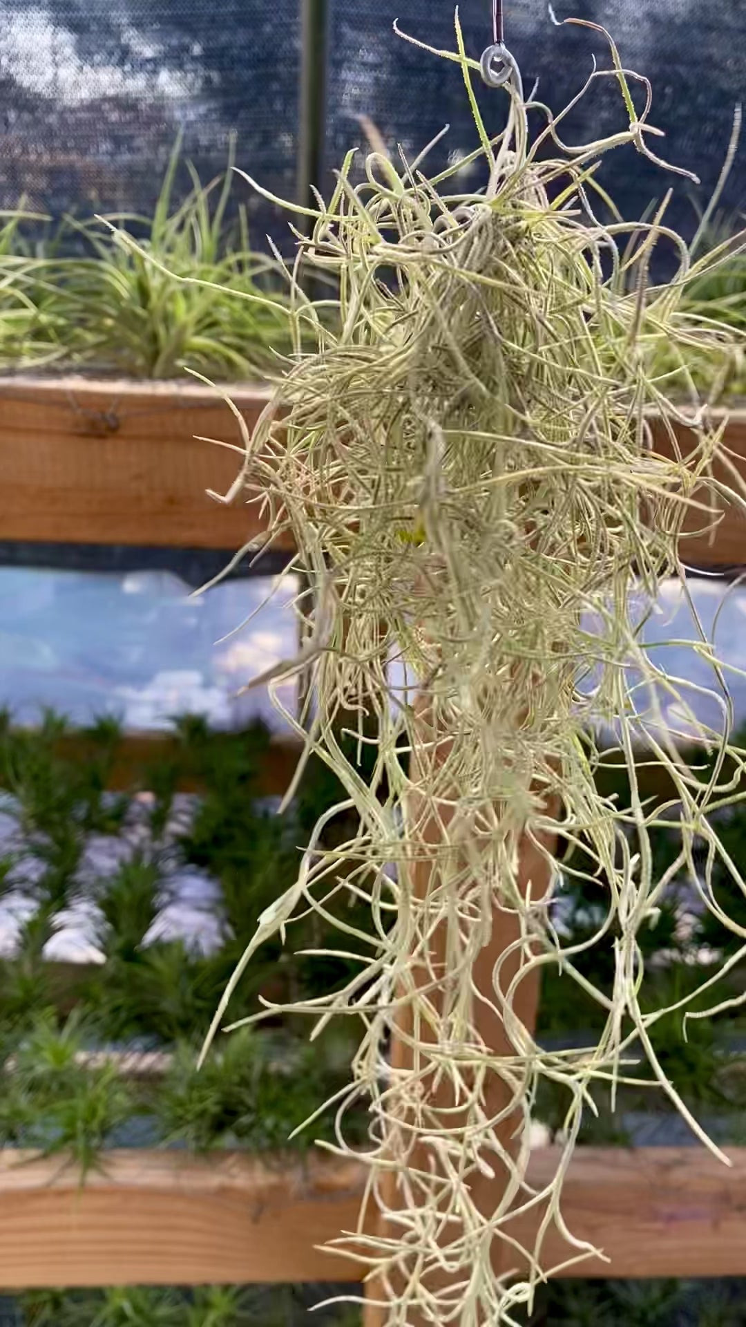 Air Plants (Tillandsia) – Coastal Plant Company