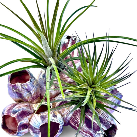 Purple barnacle cluster Tillandsia air plant display coastal decor