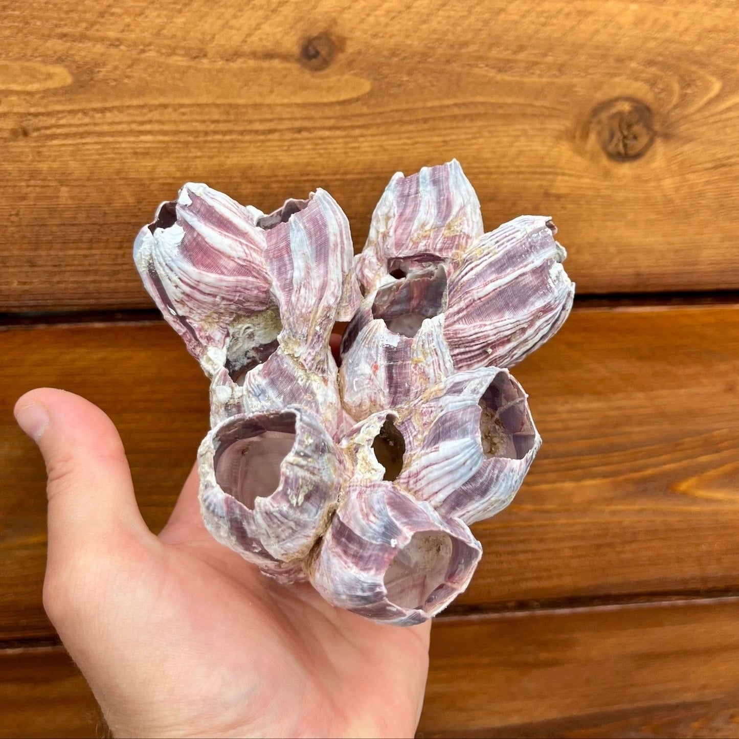 Purple barnacle cluster Tillandsia air plant display coastal decor