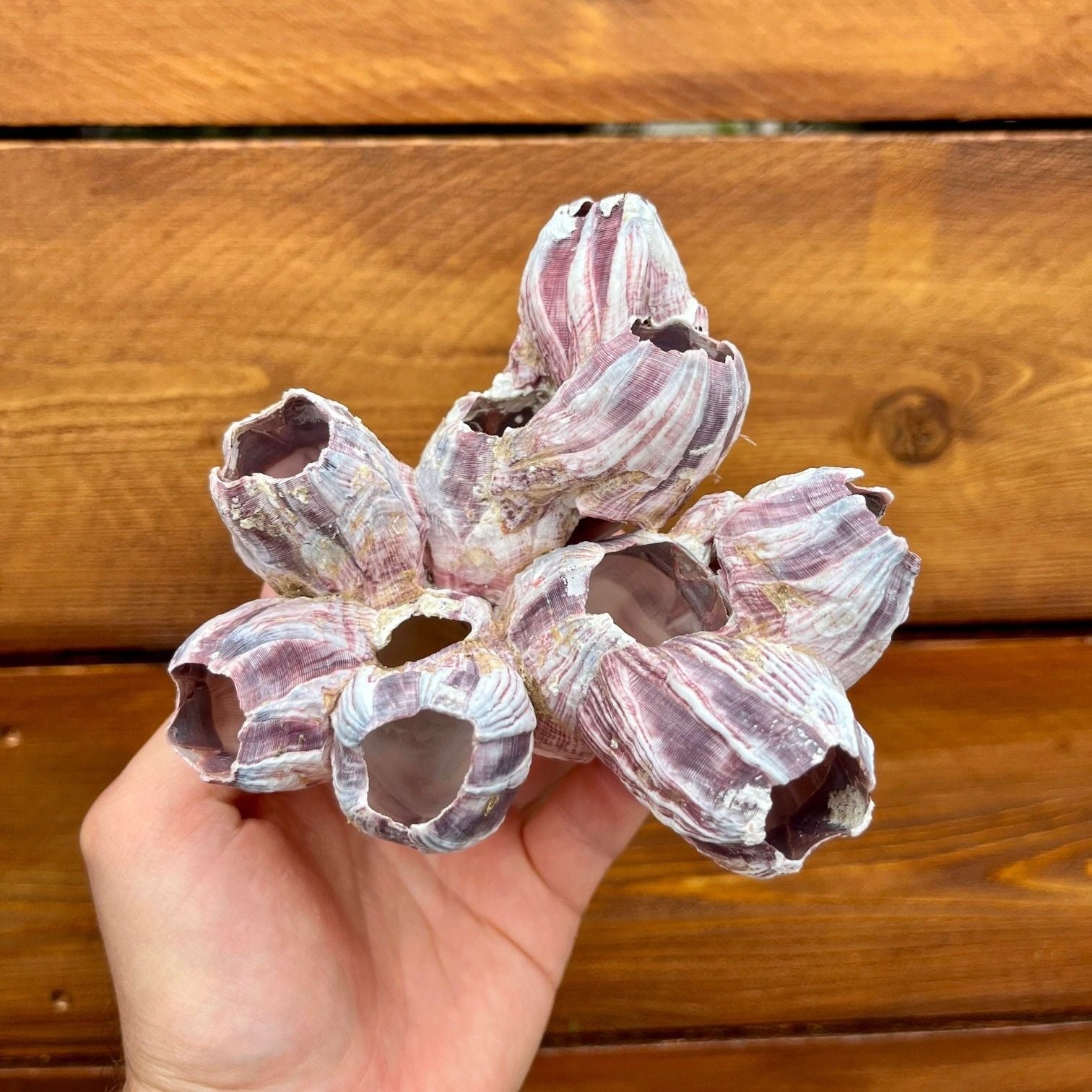 Purple barnacle cluster Tillandsia air plant display coastal decor