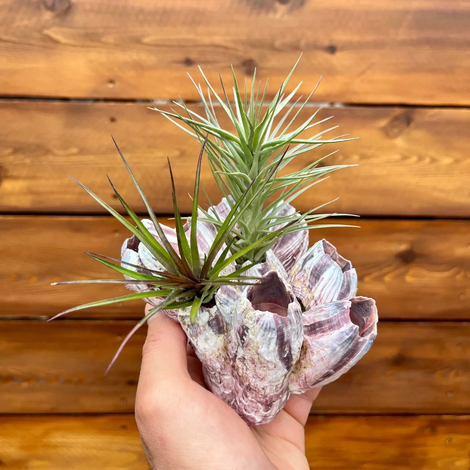 Purple barnacle cluster Tillandsia air plant display coastal decor