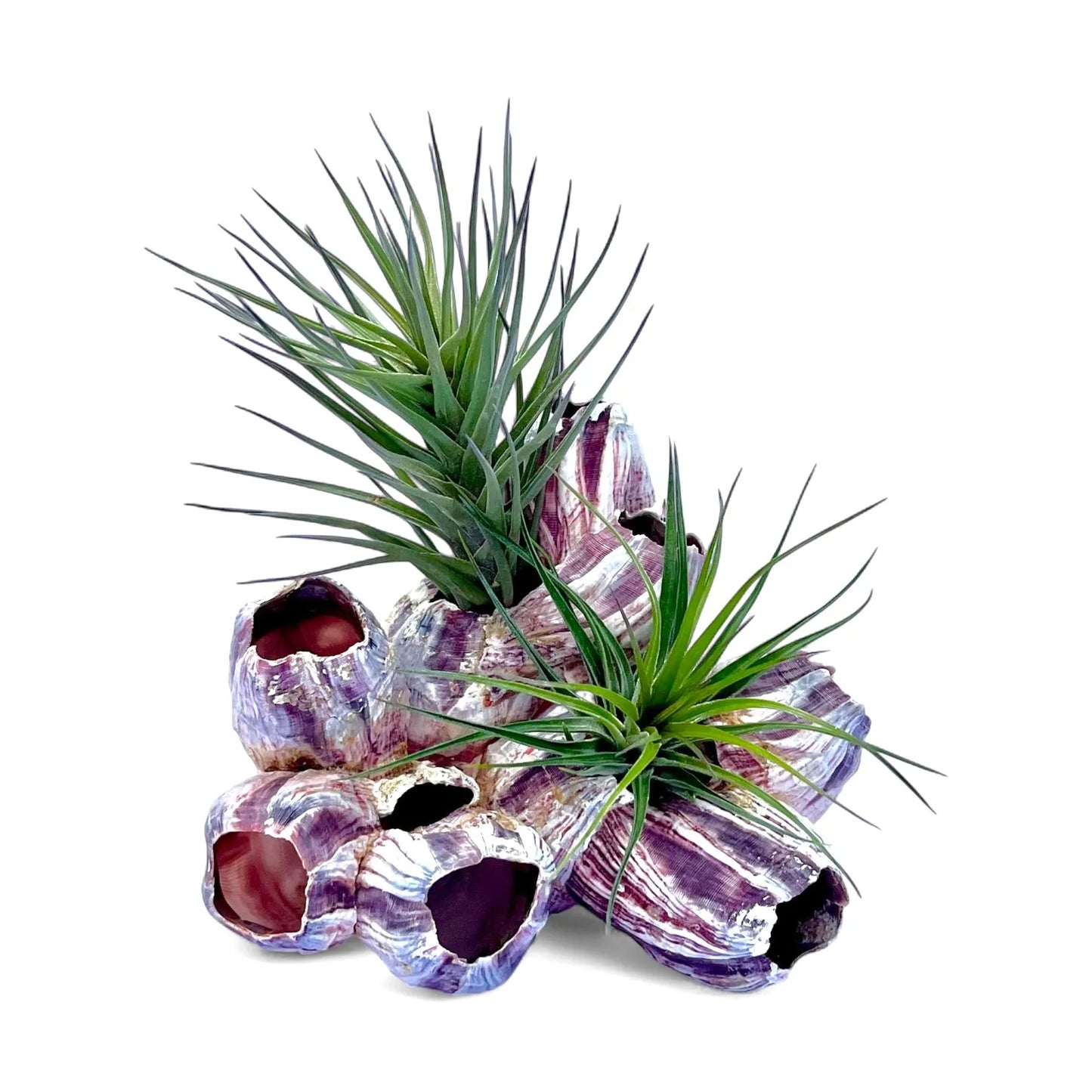 Purple barnacle cluster Tillandsia air plant display coastal decor