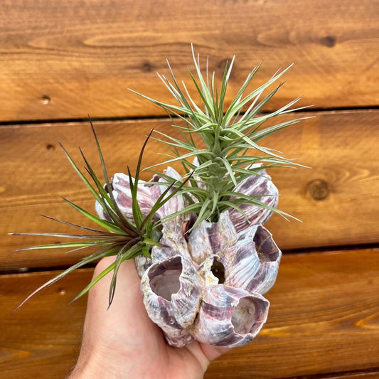 Purple barnacle cluster Tillandsia air plant display coastal decor