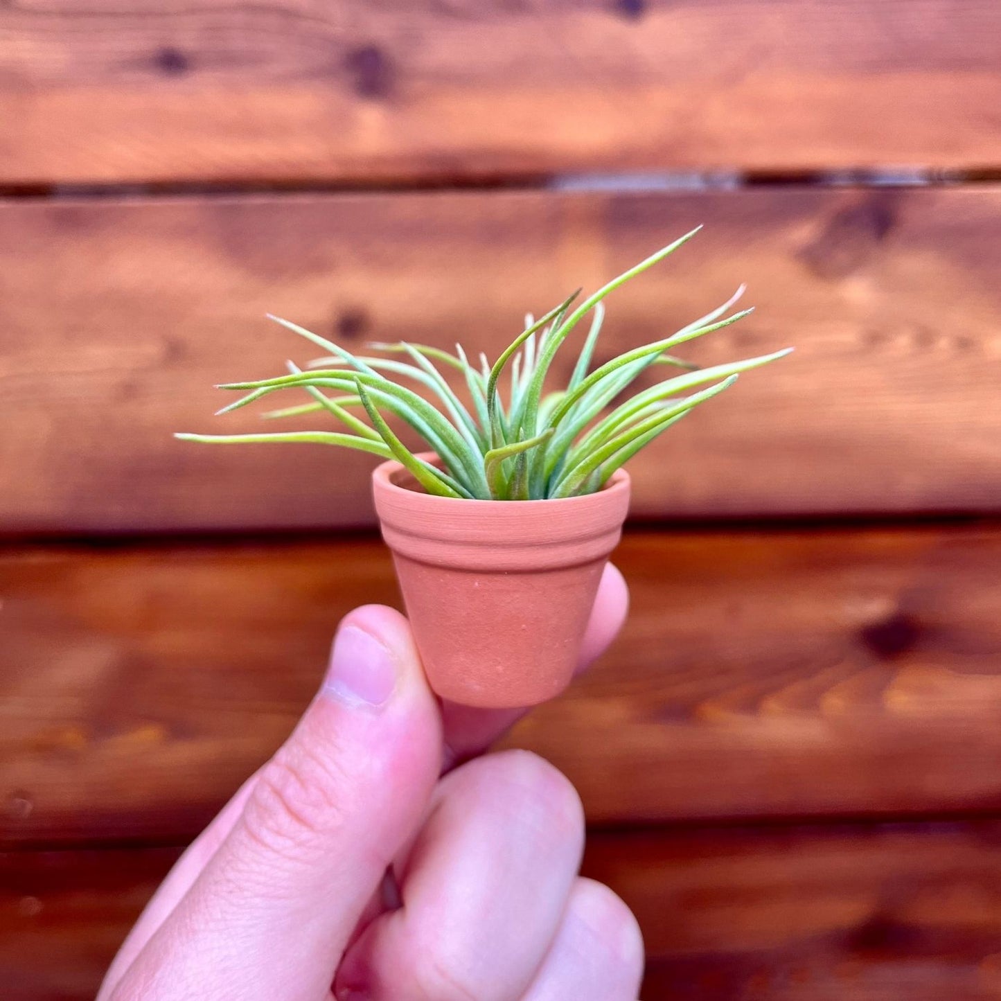 Mini Terracotta pot air plant display