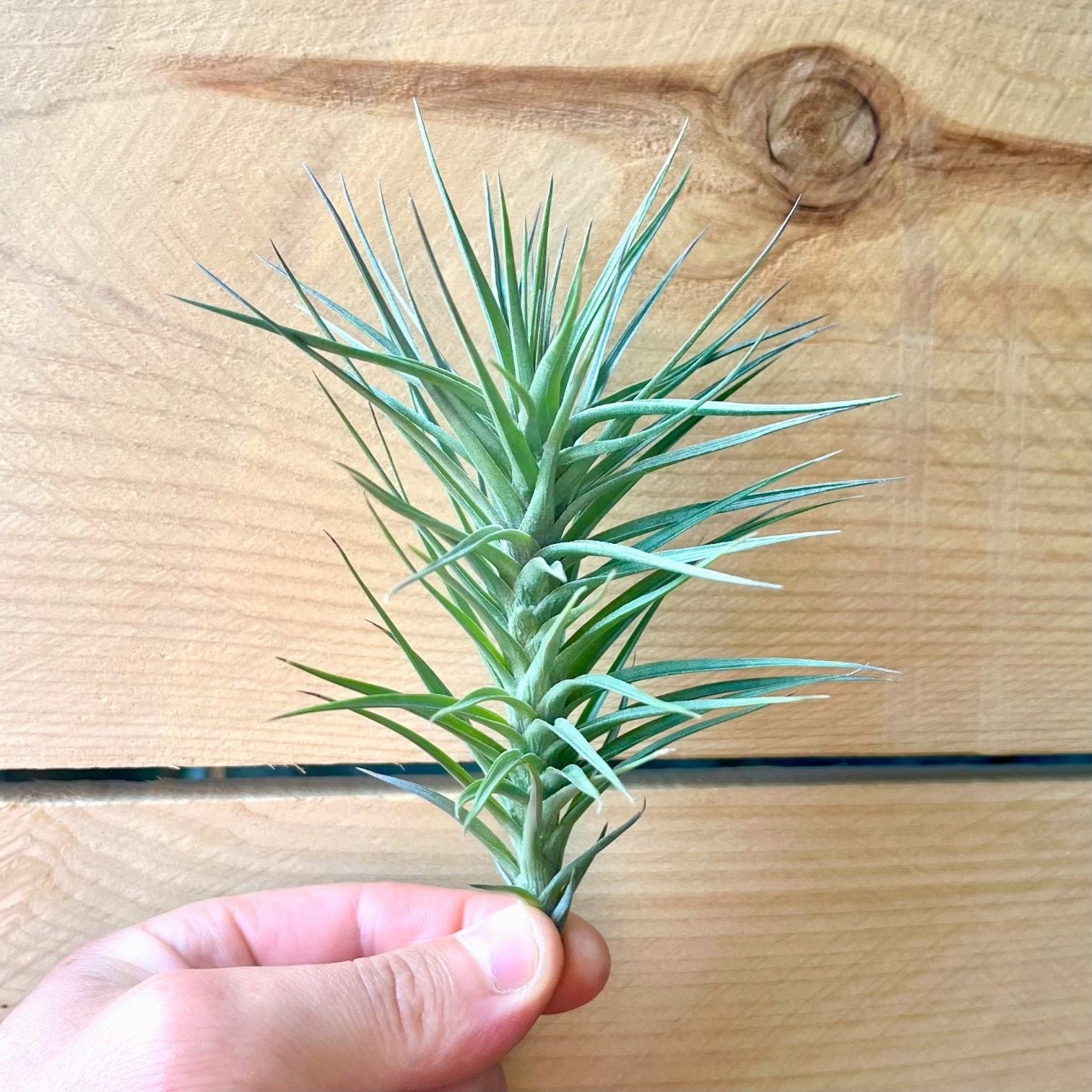 Hand holding a green air plant against a wooden background