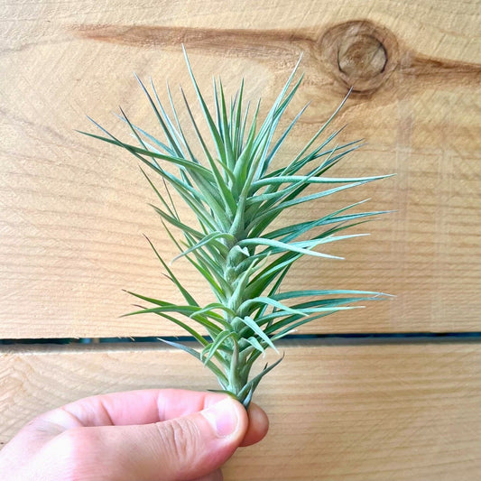 Tillandsia Araujei Purple Star