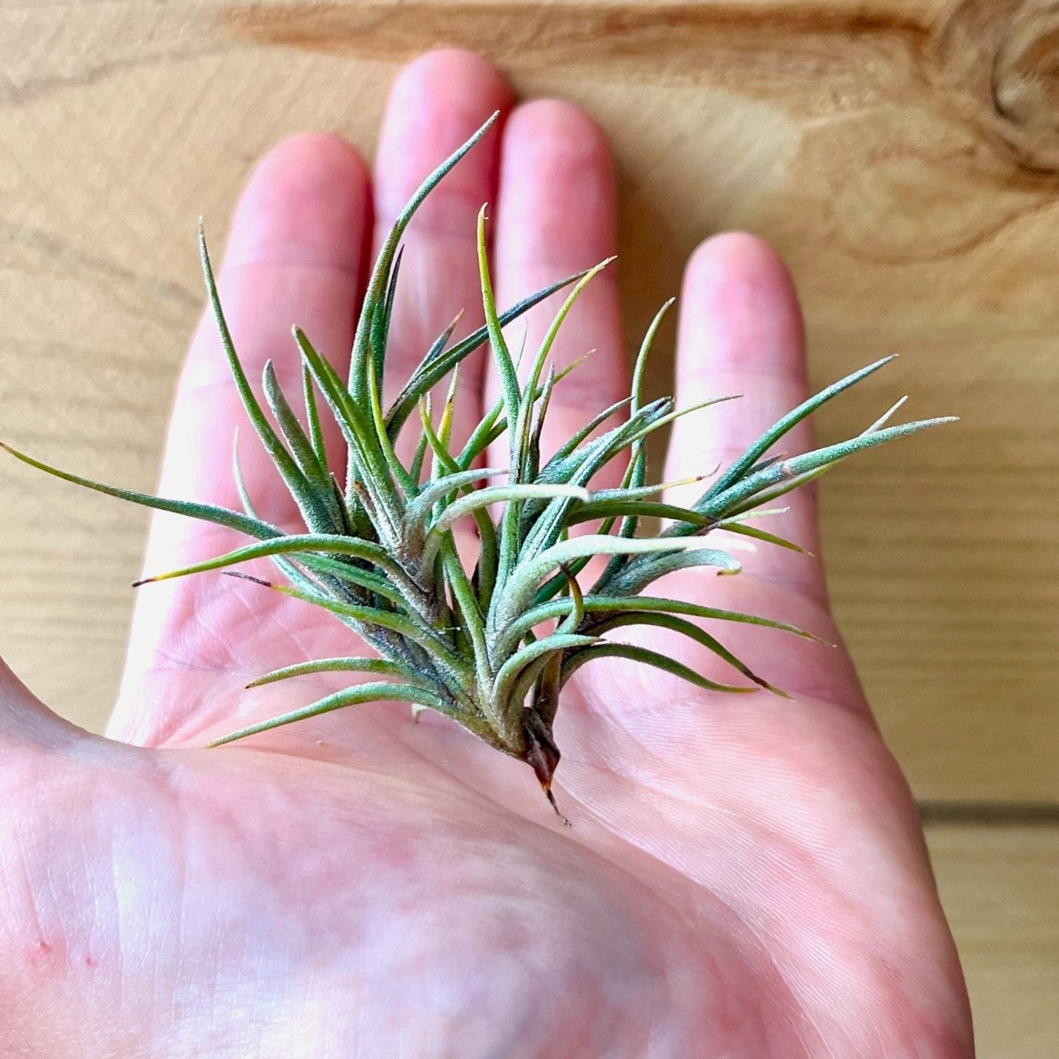 air plant clump Tillandsia Bandensis (Clump)