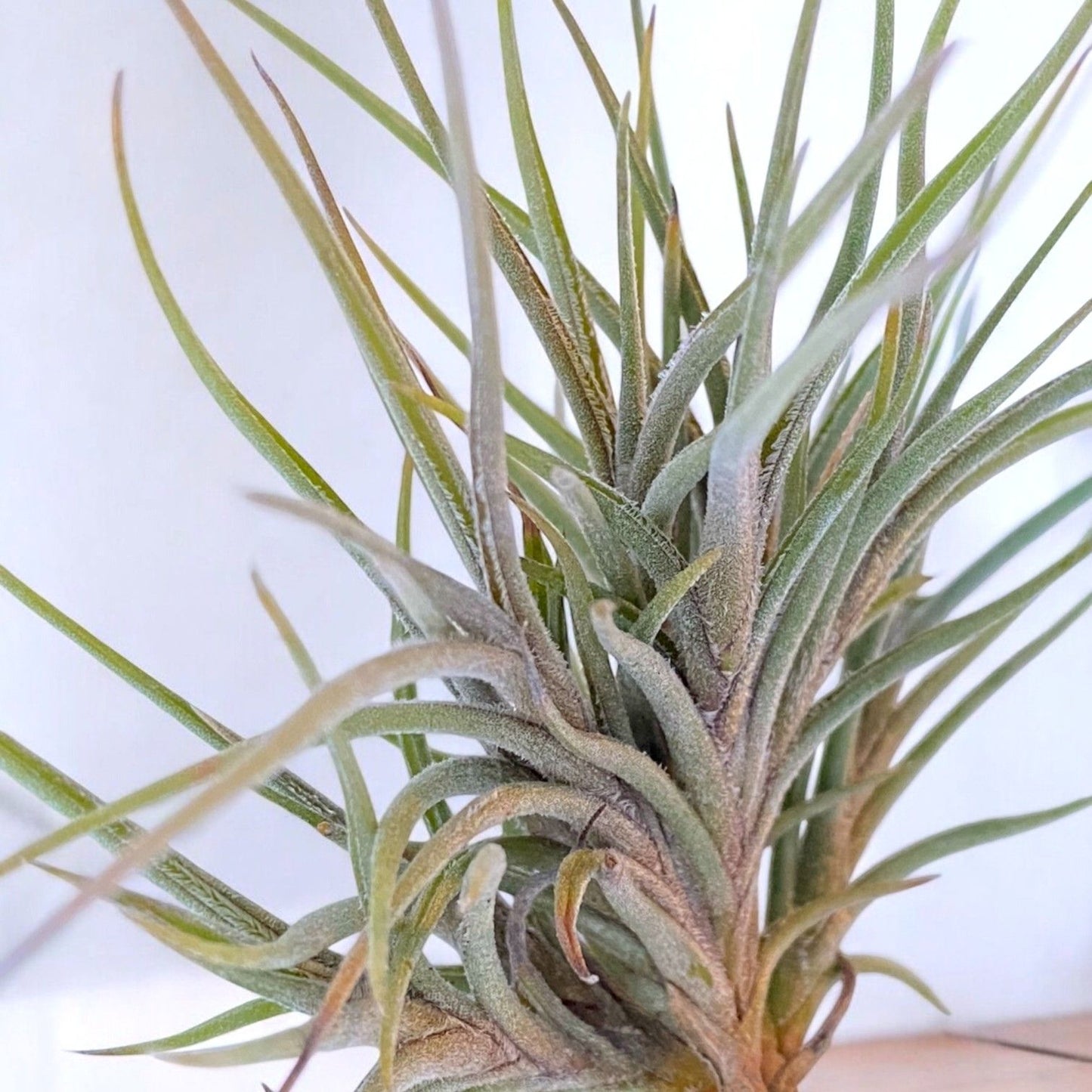 Tillandsia Bandensis (Clump)