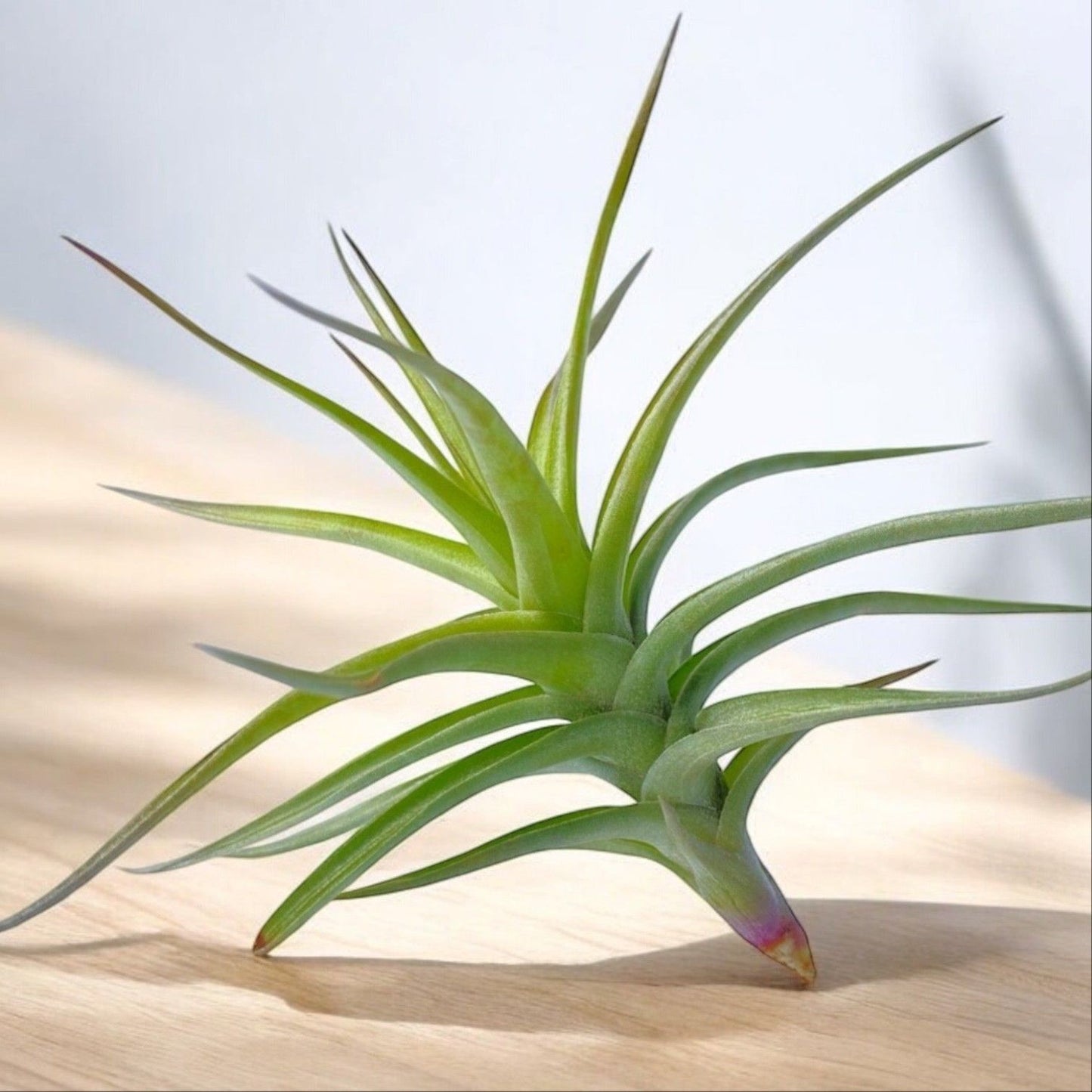 Green air plant on a wooden surface with a light background