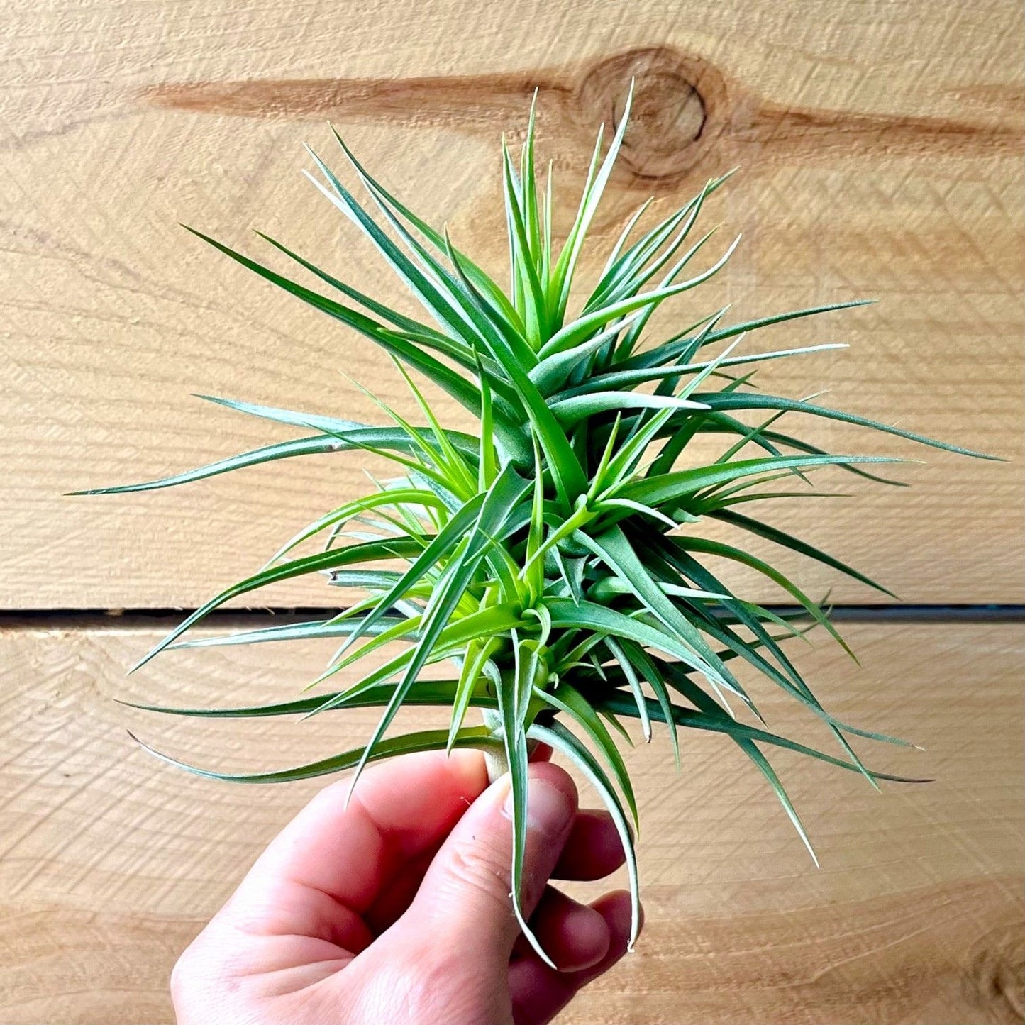Tillandsia Bergerii (Clump)