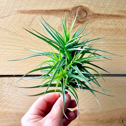 Tillandsia Bergerii (Clump)
