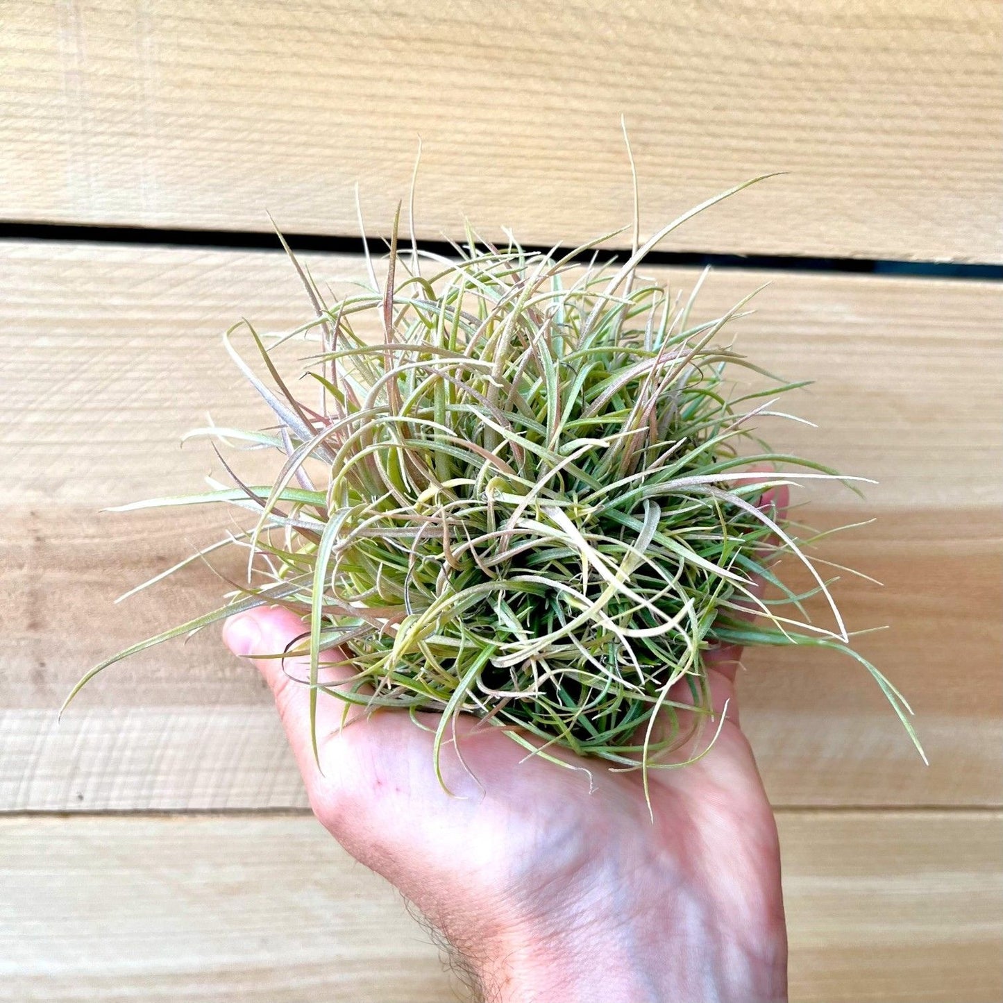 Hand holding a spherical arrangement of air plants against a wooden background