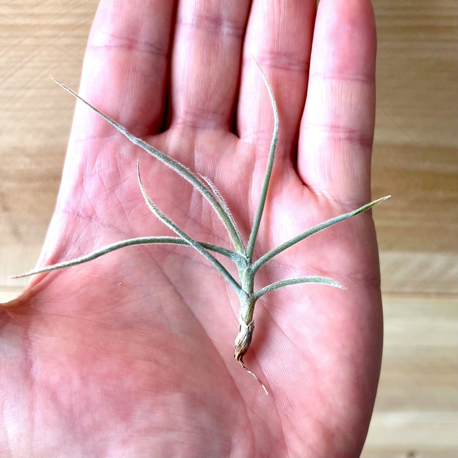 fragrant air plants Tillandsia Crocata