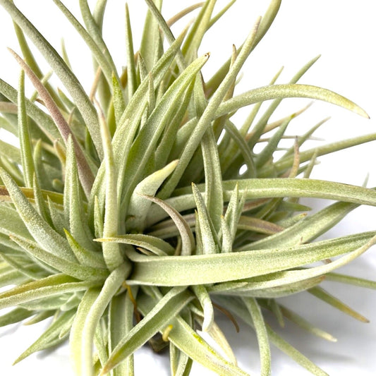 Tillandsia Harissii (Clump)