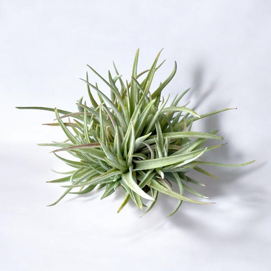 Tillandsia Harissii (Clump)