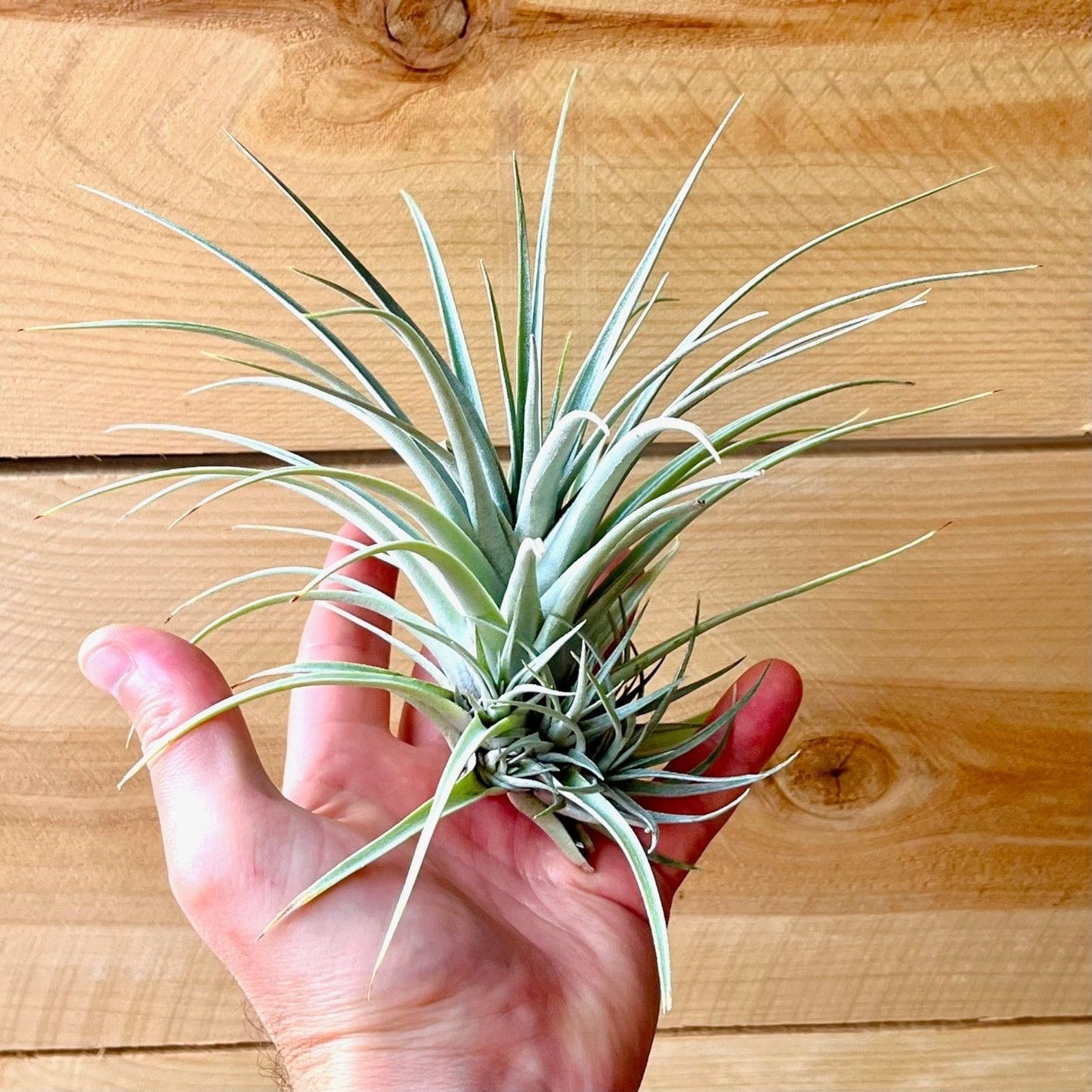 Tillandsia Mima v. Chilitensis