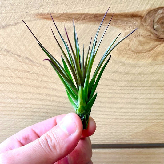 Tillandsia Montana Black